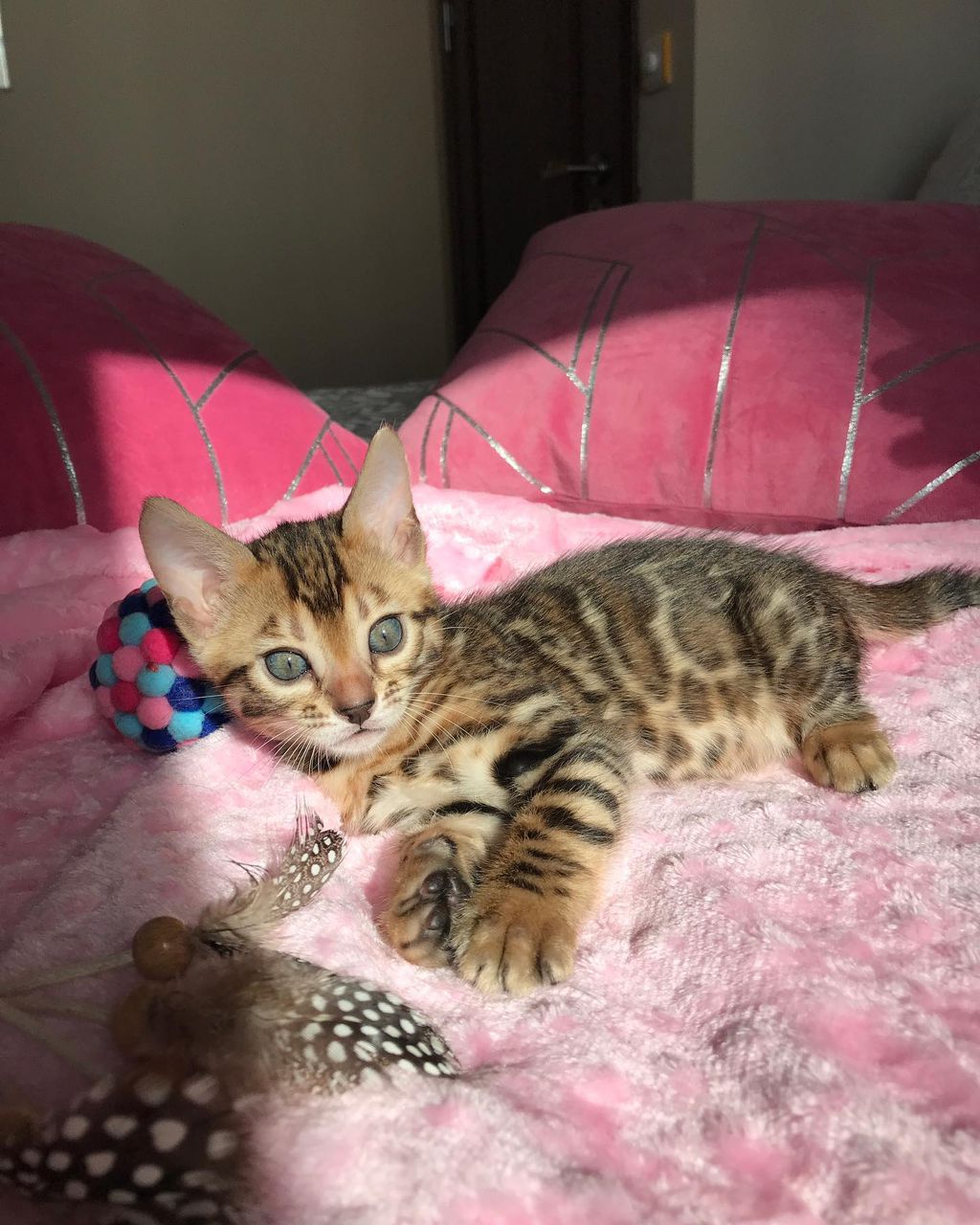 Bengal Kitten