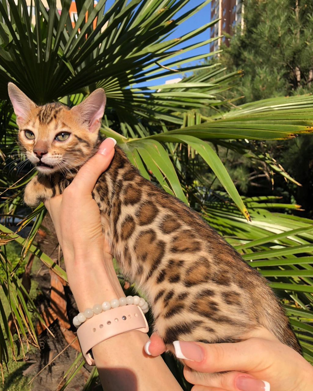 Bengal Kitten