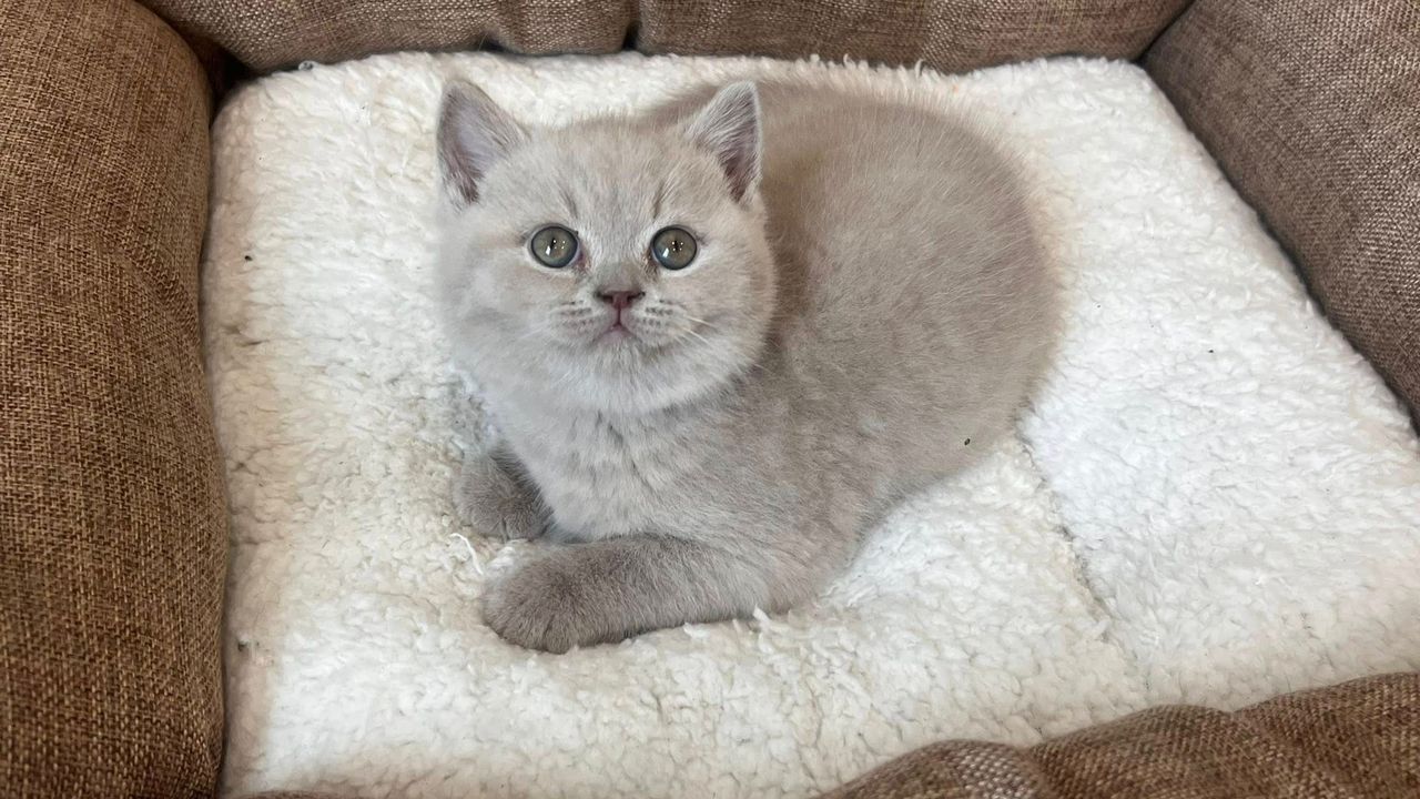 British Shorthair Kitten