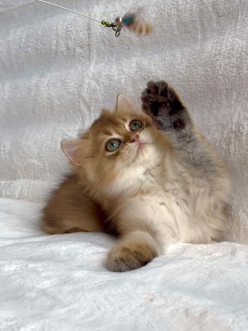 British Longhair Kitten