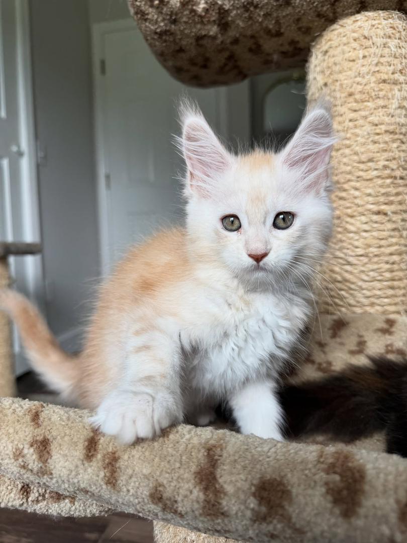 Maine Coon Kitten