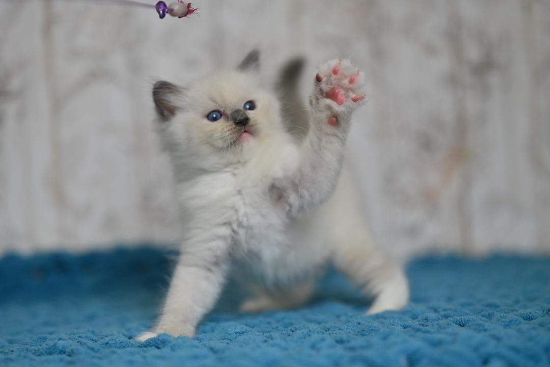Ragdoll Kitten